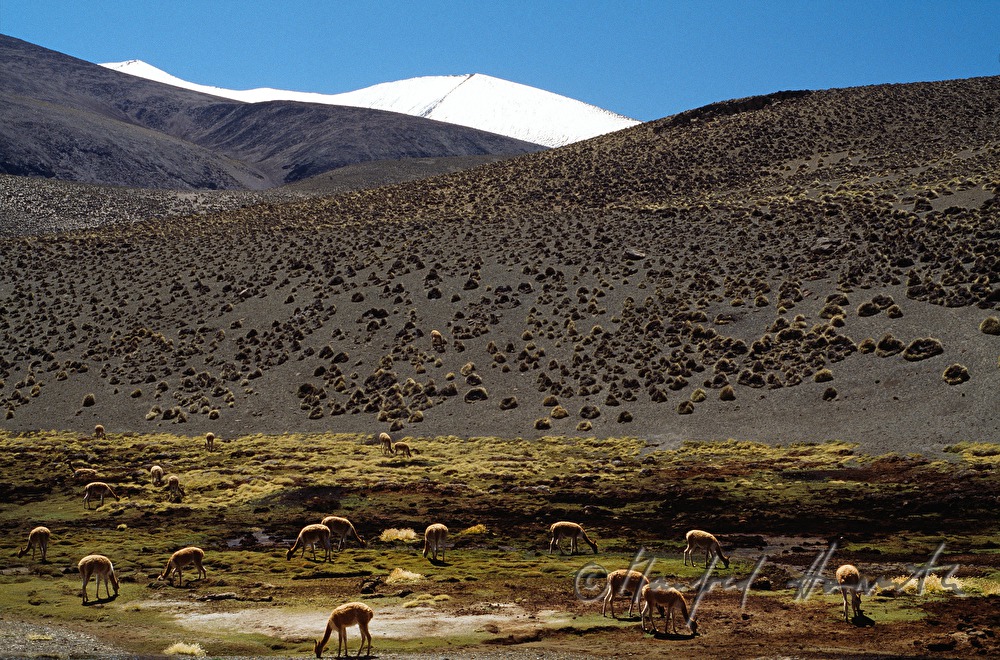 Vicunas and snowcovered mountains