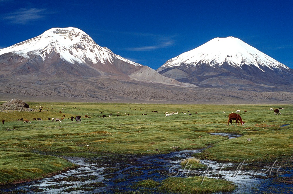 llamas and snowcovered mountains