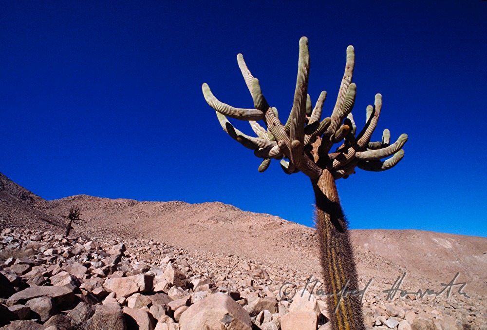 cactus and mountain range