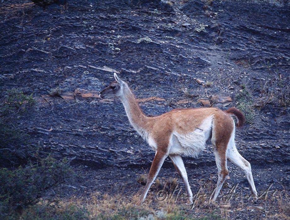 vicuña on a pasture