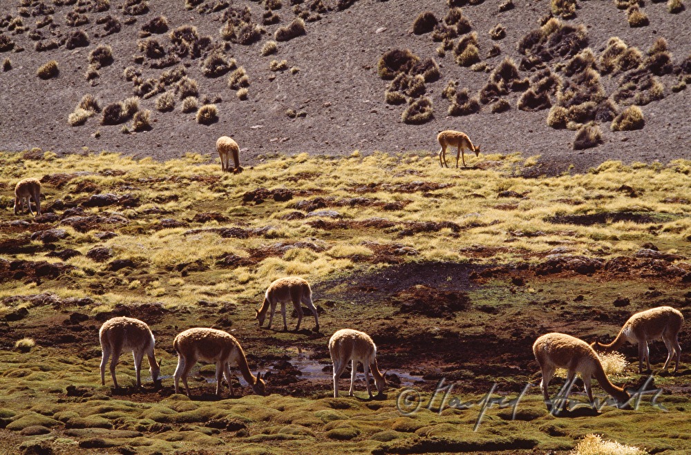 vicuña graze on a pasture