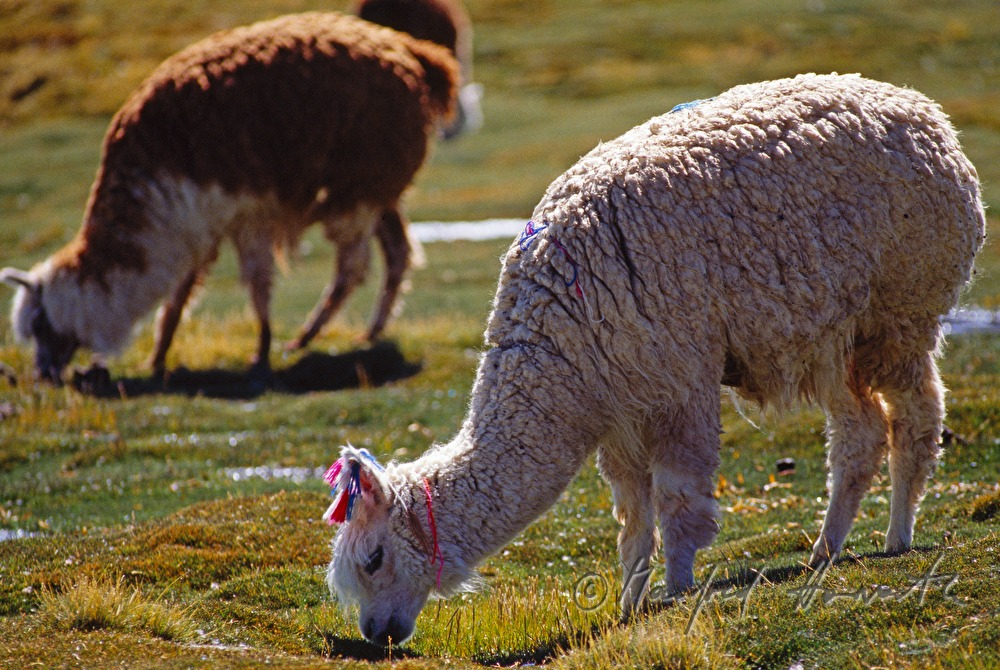 llamas on the meadow
