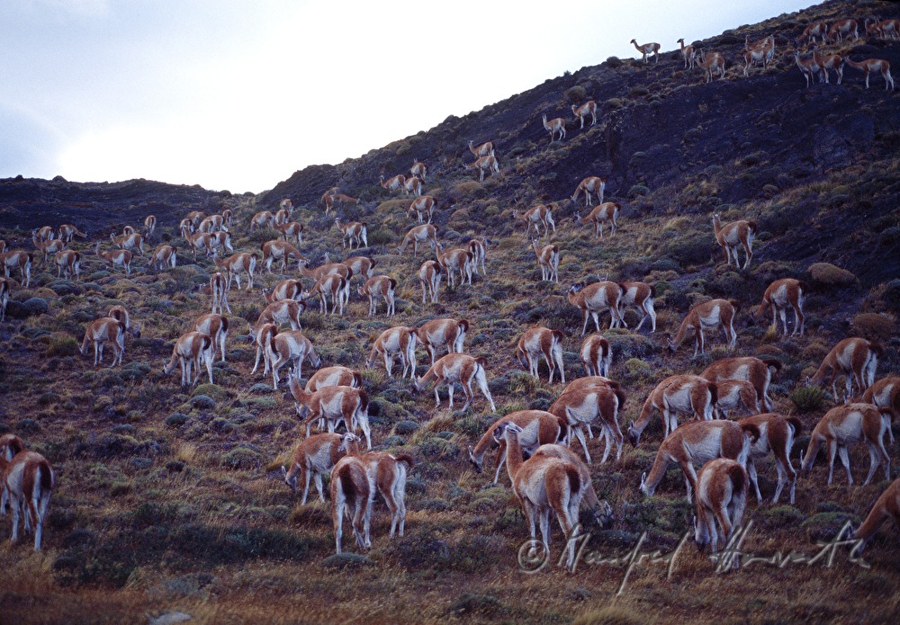 vicuña graze on a pasture