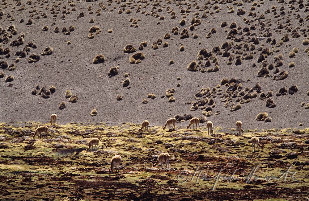 vicuña graze on a pasture