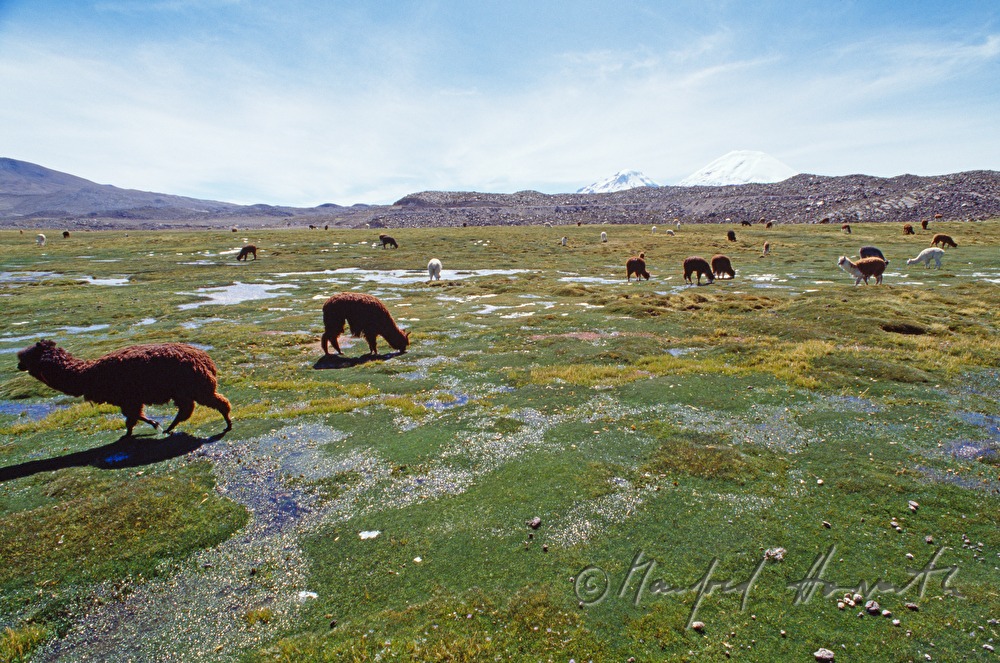 llamas on the meadow