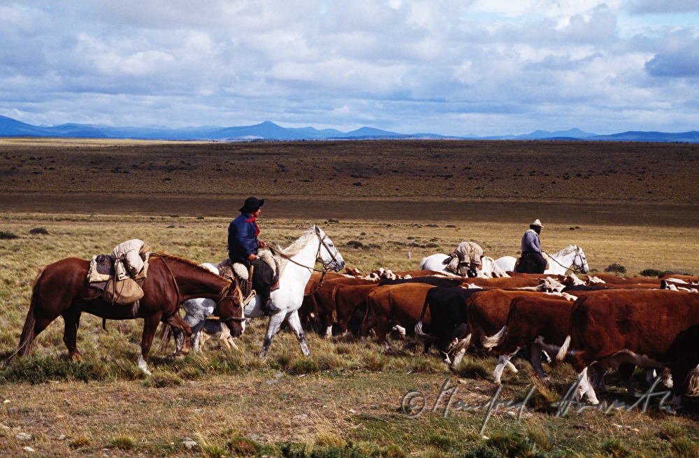Vaqueros (Cowboys) and cattle