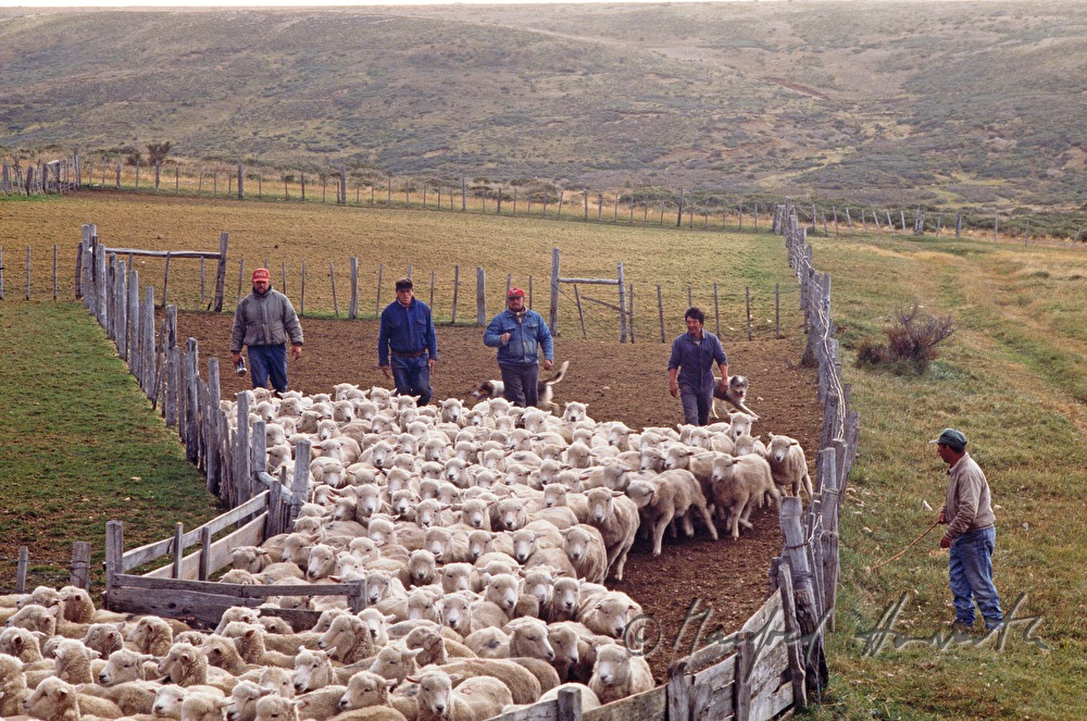 sheep herd in a fencing