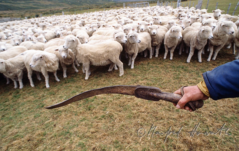 whip and sheep herd in a fencing