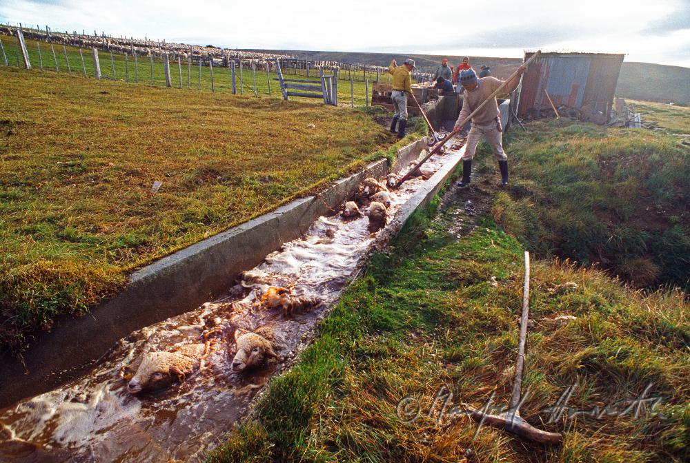 sheep being bathed (vermin protection)