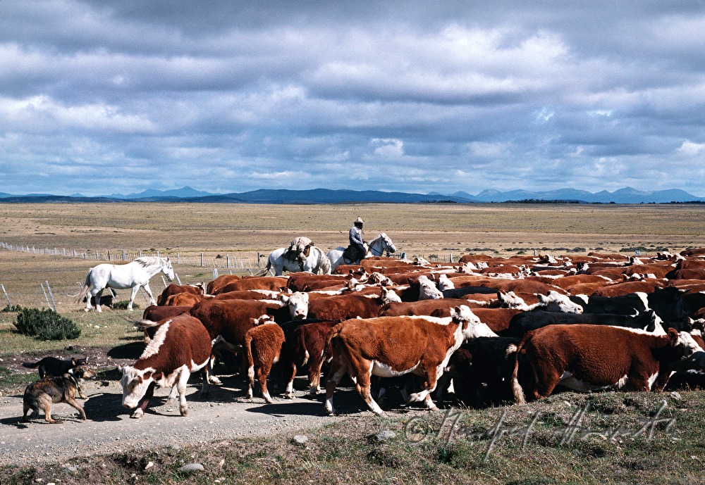 Vaqueros (Cowboys) and cattle