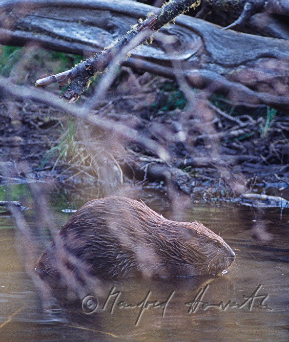 beaver swimming in a lake