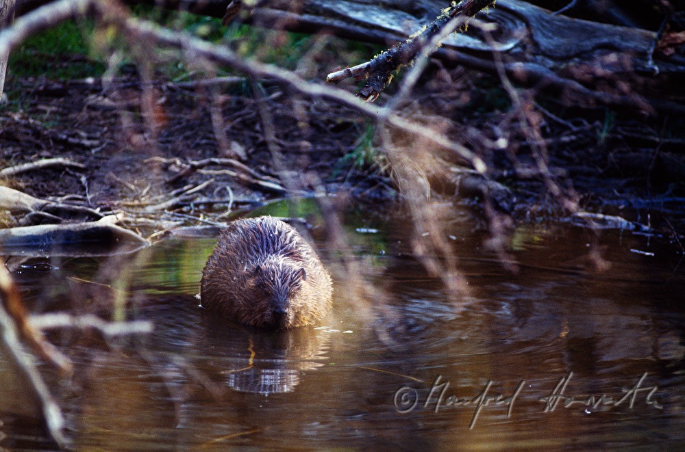 beaver swimming in a lake