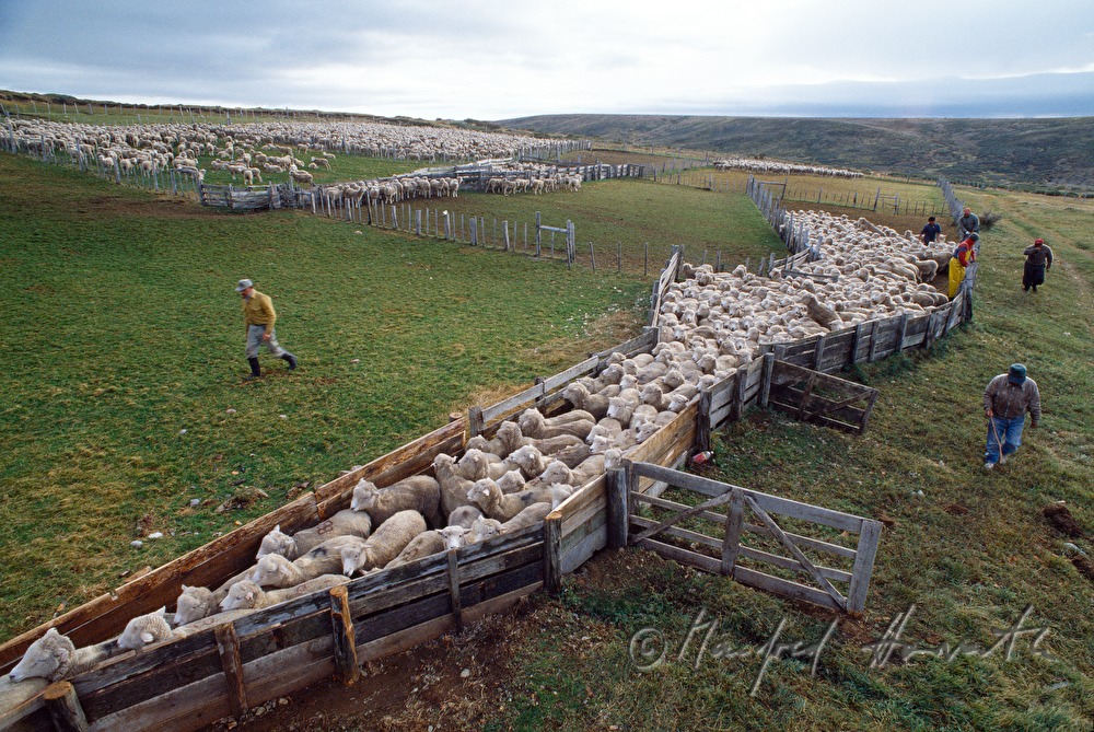 sheep being drifted