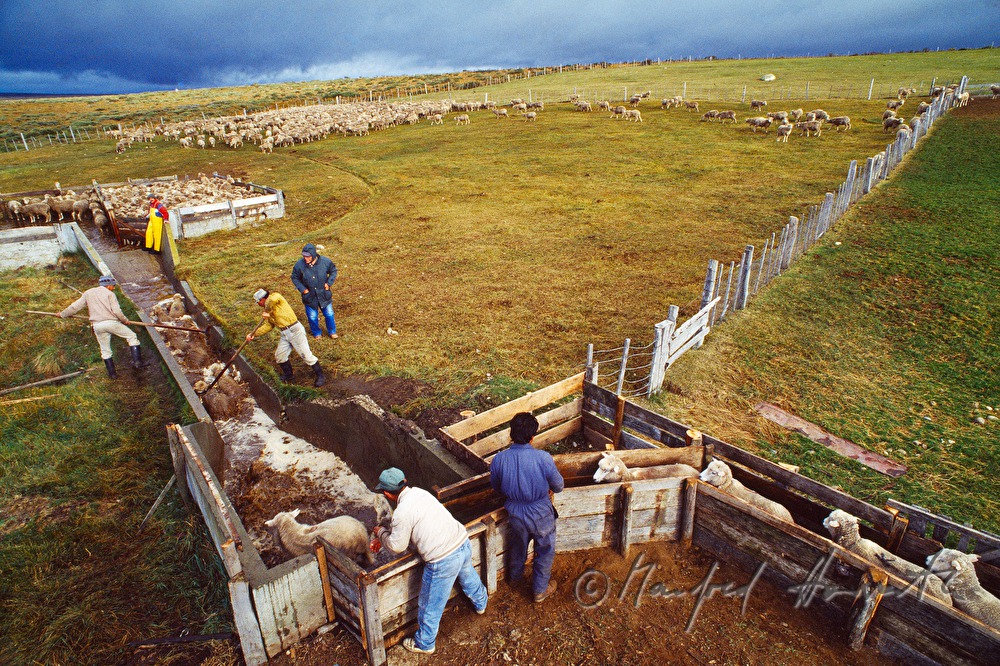 sheep being bathed (vermin protection)