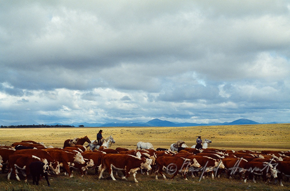 Vaqueros (Cowboys) and cattle
