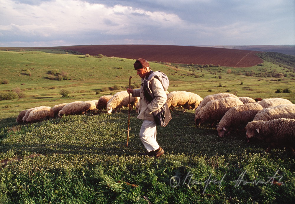 shepherd with his flock