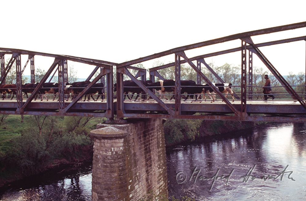 cowherd with his flock passing a bridge
