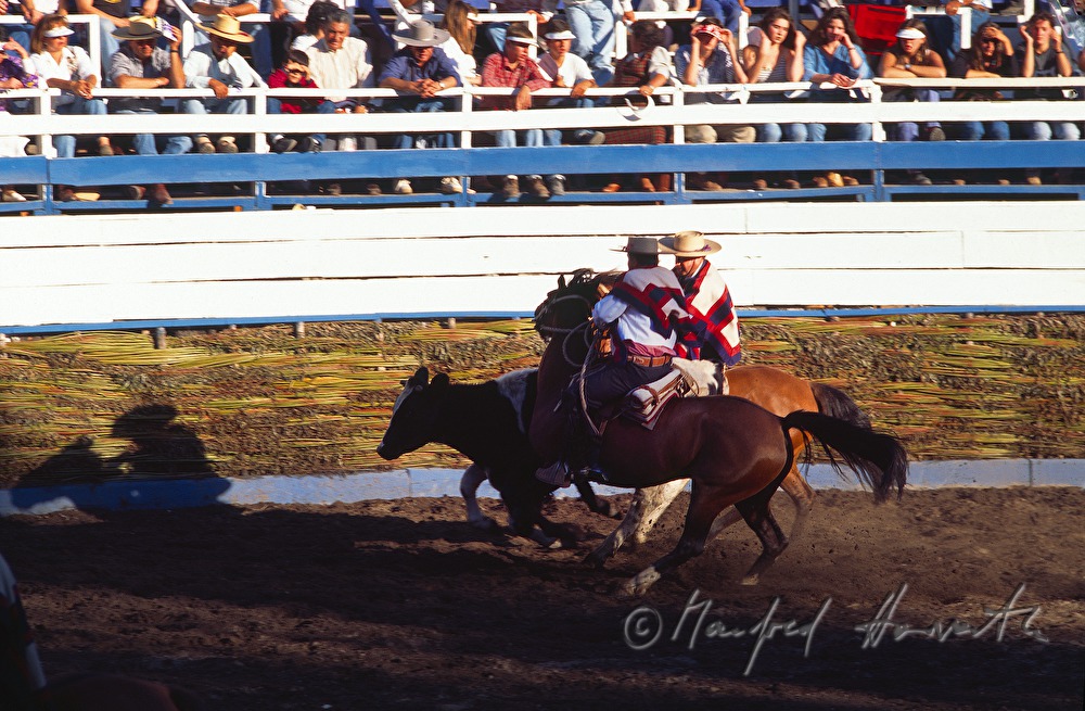 rodeo stadium, two riders chasing a bull