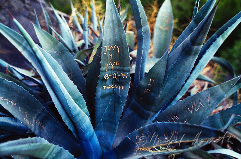 Cerro San Christobal, Cerro San Christobal, agave with incisions