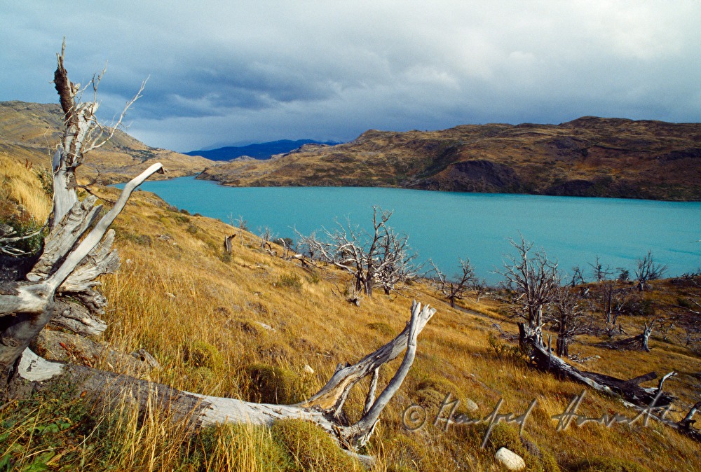 Lago Nordenskjöld and dead trees