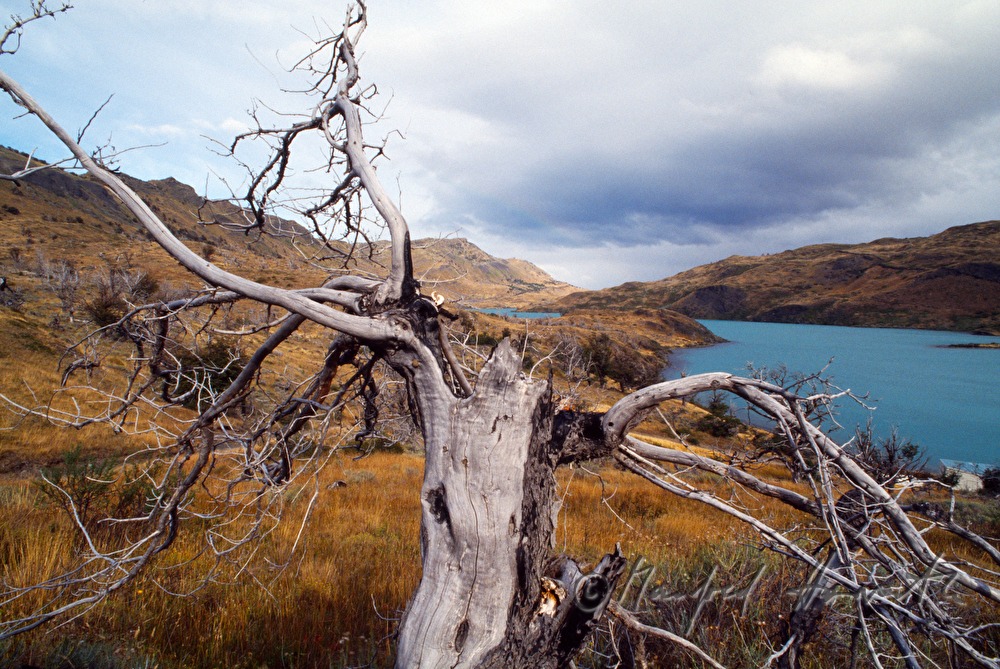 Lago Nordenskjöld and dead trees