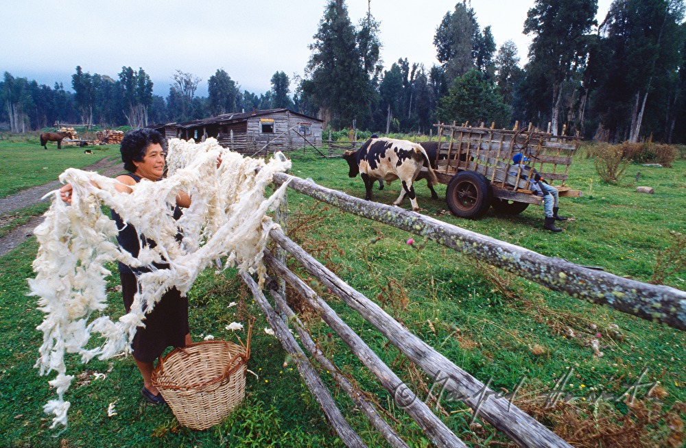 indigenous woman dries wool on a fence