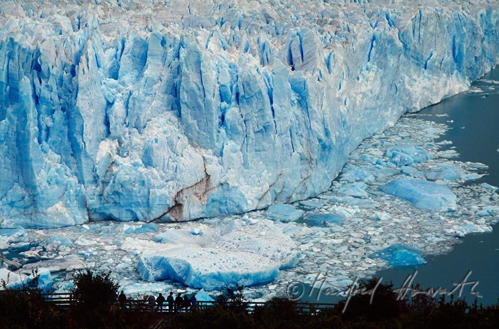 Perito Moreno Glacier calves into Lago Argentino