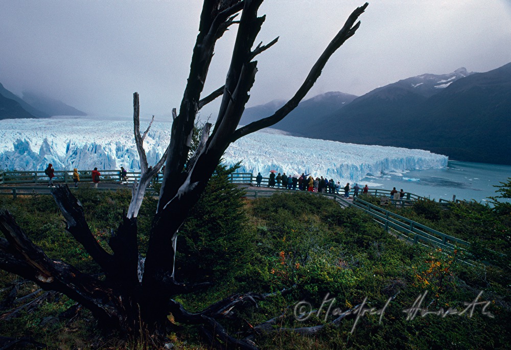 Perito Moreno Glacier calves into Lago Argentino