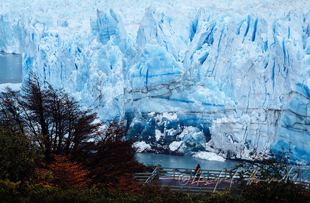 Perito Moreno Glacier calves into Lago Argentino
