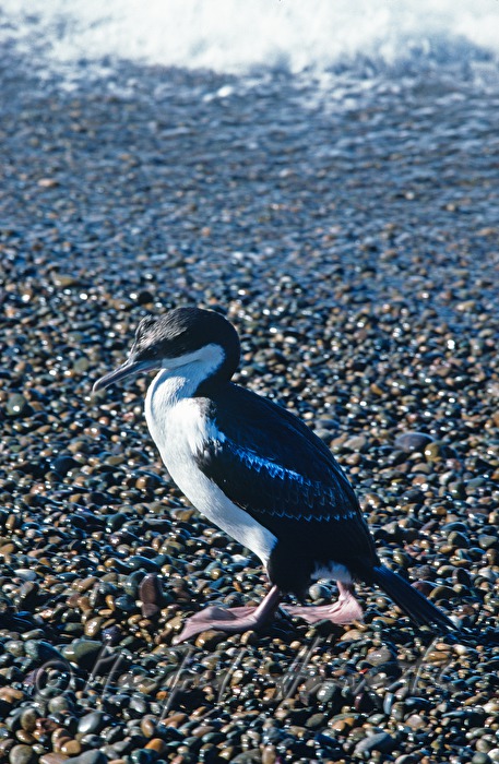 cormoran on the shore of the Atlantic