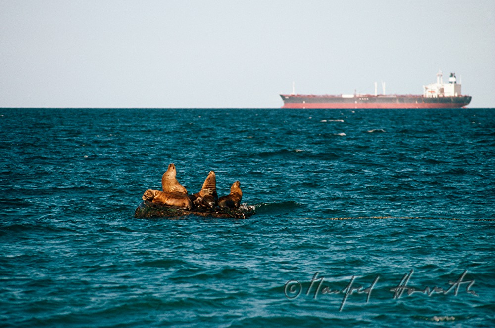 sea lions on a rock