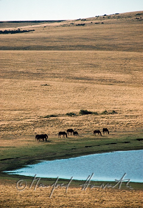 horses graze near a lake in the pampa