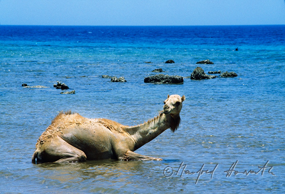 camel takes a bath in the Red Sea