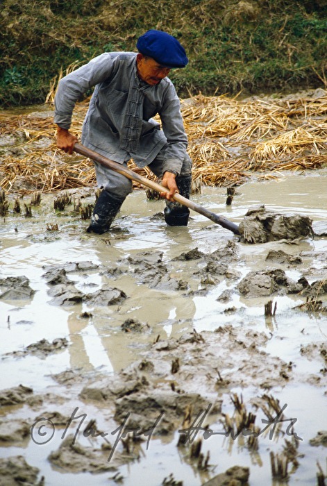 farmer at work in the paddy field
