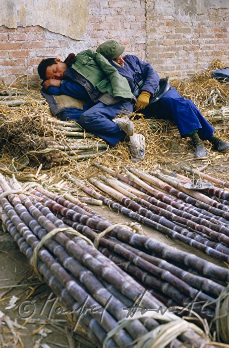 workers doing an after-lunch nap