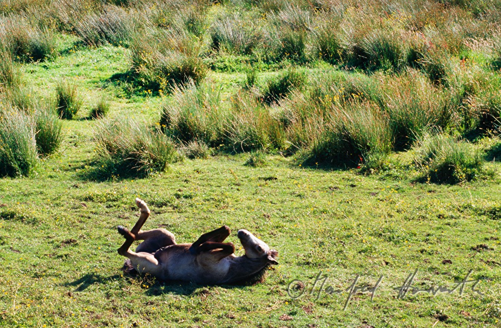 horse rolls on the meadow