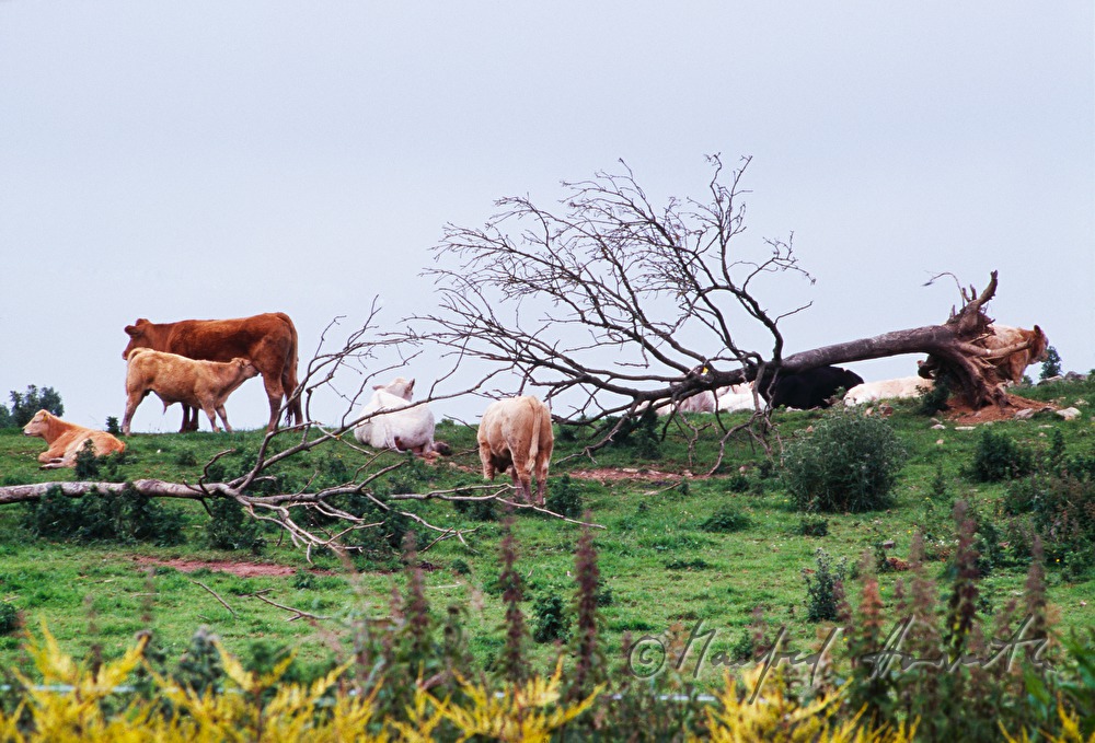 herd of cattle and toppled tree