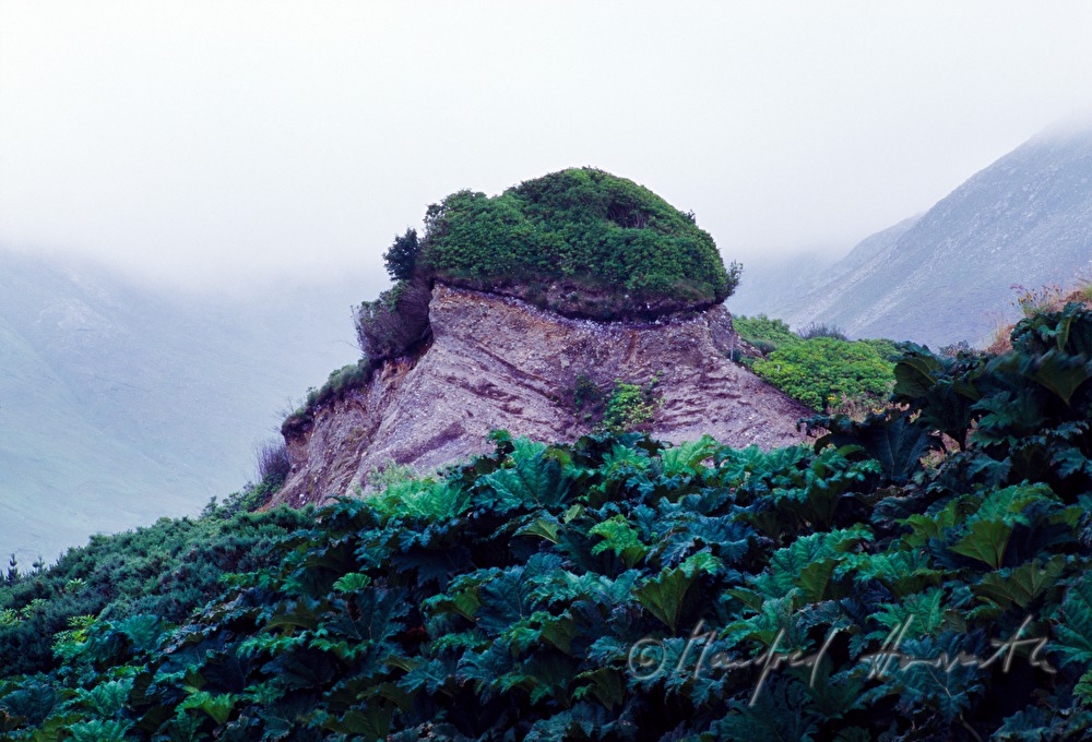 rock with plants on the peak