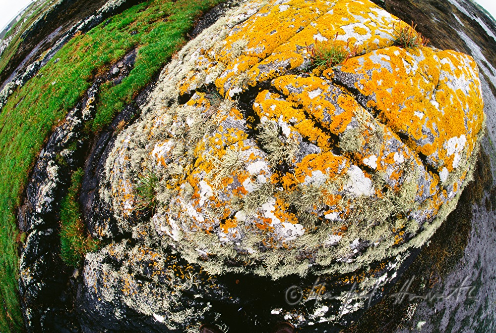 rock with red lichen growing on it