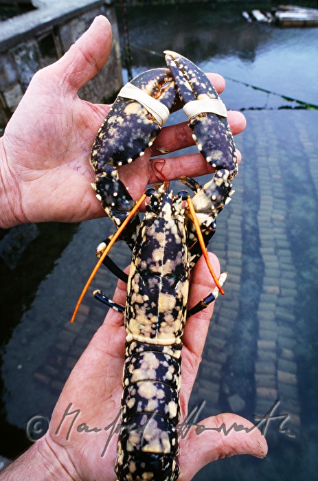 lobster farmer with lobster in his aquaculture