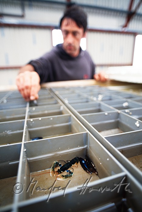 lobster farm: breeding of hatchlings