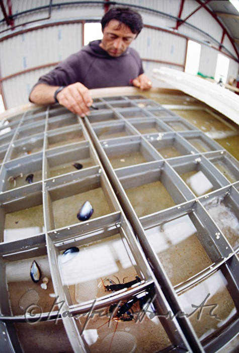 lobster farm: breeding of hatchlings