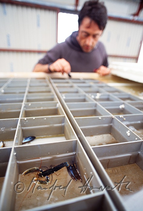 lobster farm: breeding of hatchlings