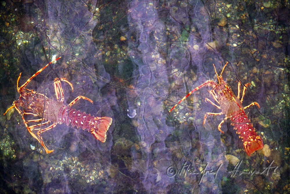 two lobsters in the aquaculture