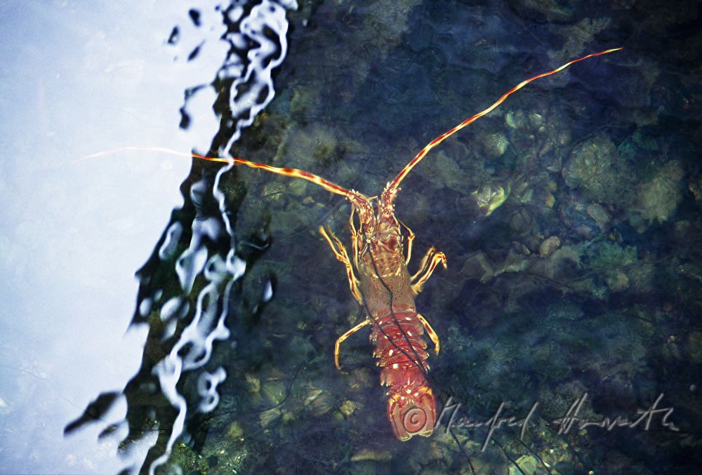 lobster in the aquaculture