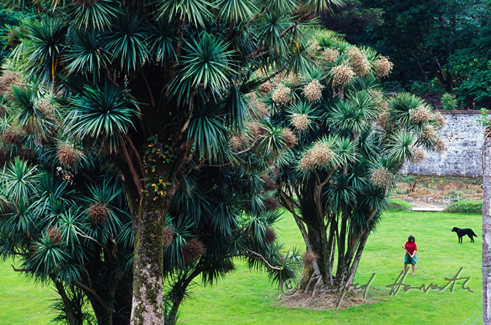palm trees at the Victorian Walled Garden