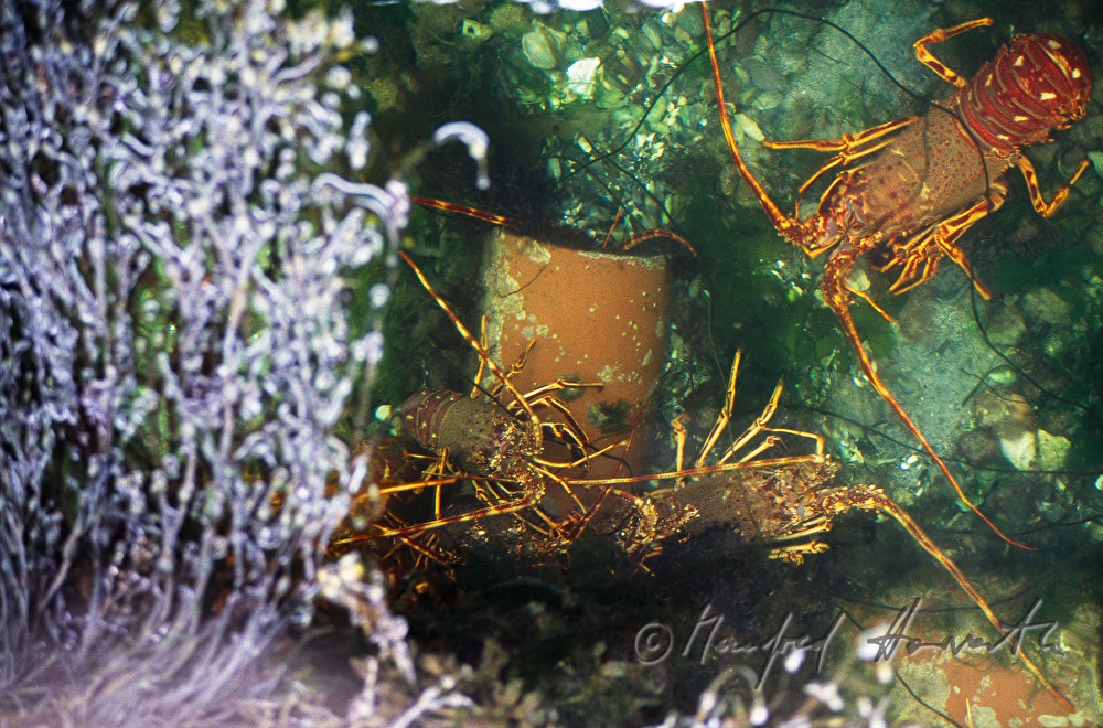 lobster in the aquaculture