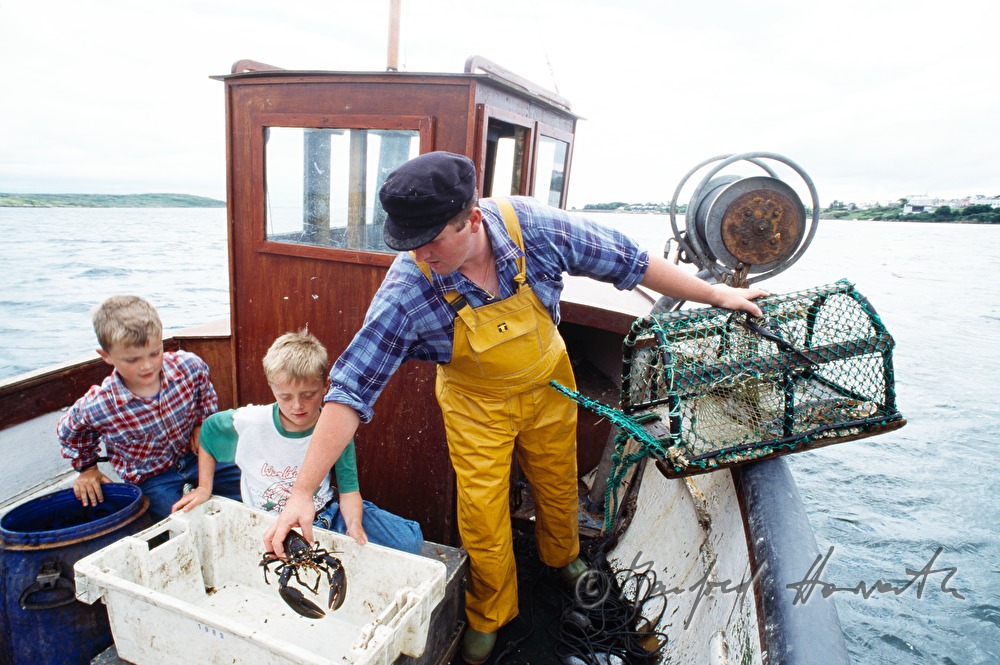 lobster farmer catches lobsters with his two sons