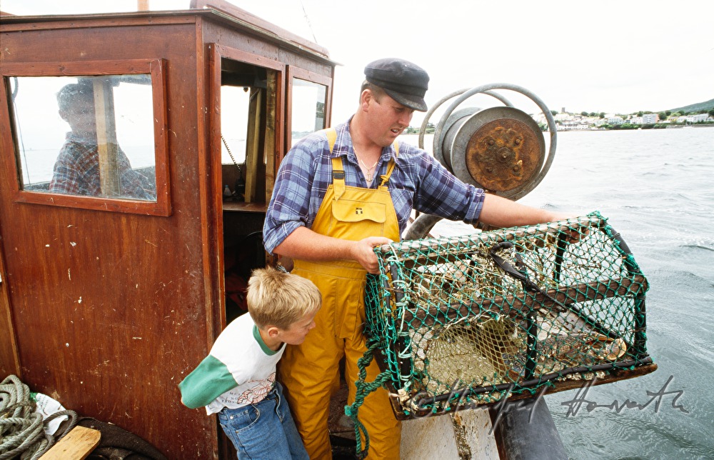 lobster farmer catches lobsters with his two sons