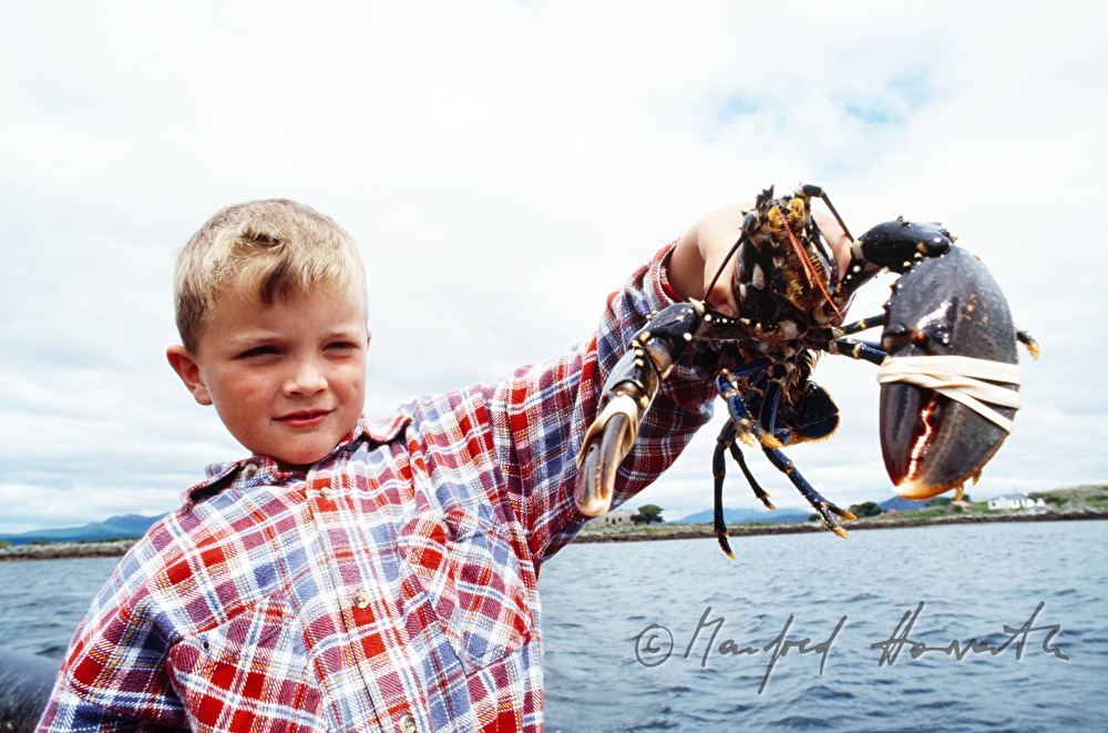 the son of the lobster farmer shows the catch